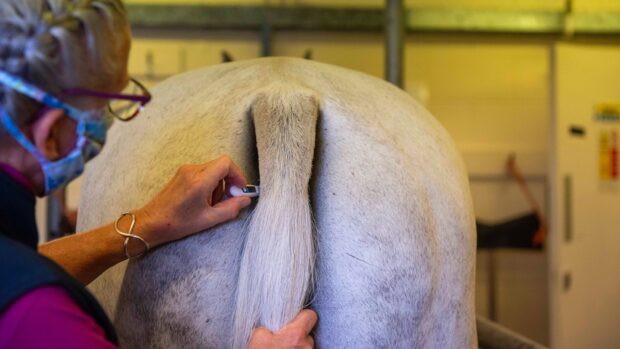 A horse's temperature being taken