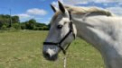Close up of a grey horse wearing the Thinline grazing muzzle