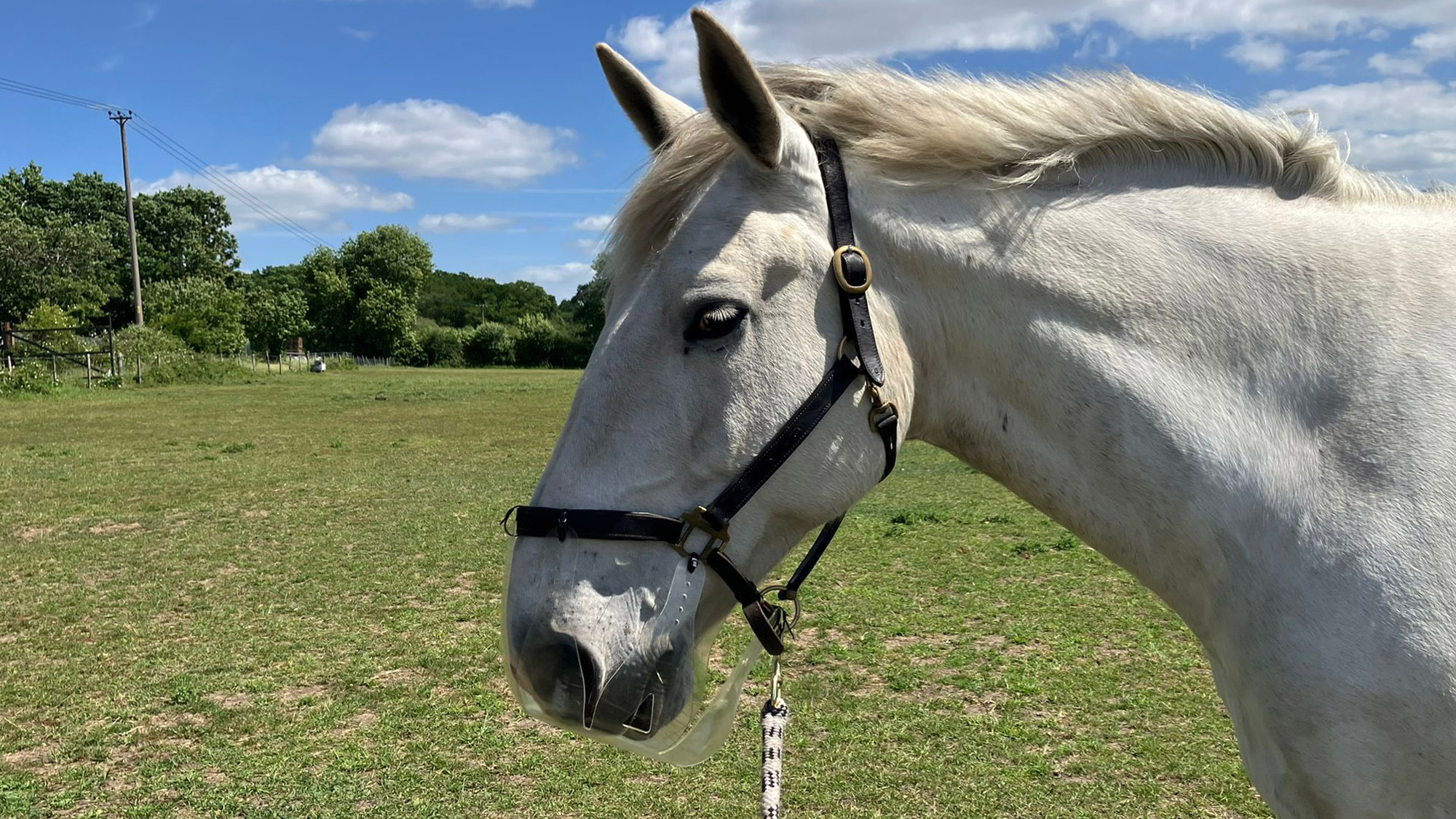 Close up of a grey horse wearing the Thinline grazing muzzle 