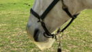 Close up of horse wearing Thineline grazing muzzle