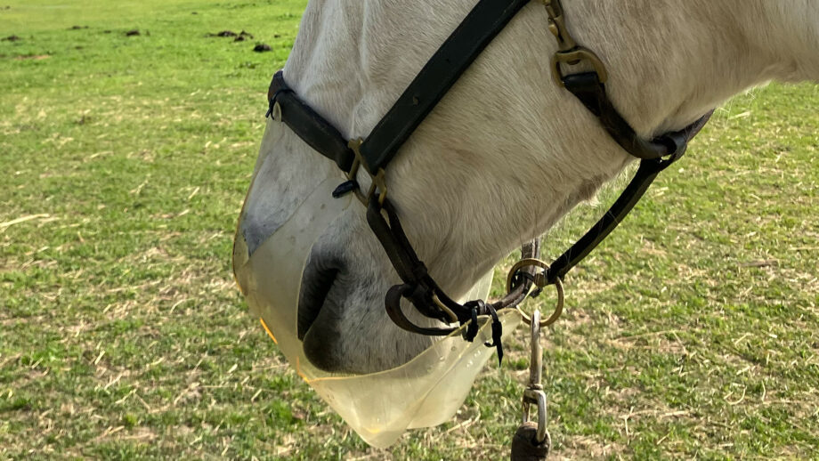 Close up of horse wearing Thineline grazing muzzle