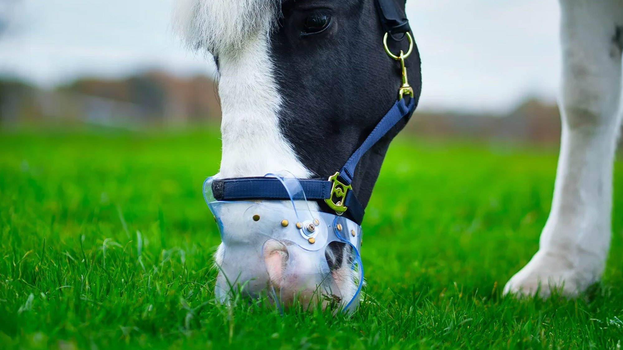 Horse grazing wear a Tough Love Equestrian Magnetic Safety Grazing Muzzle