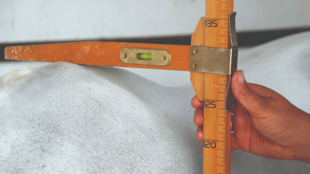 How to measure a horse and lifetime measurement certificates, explained