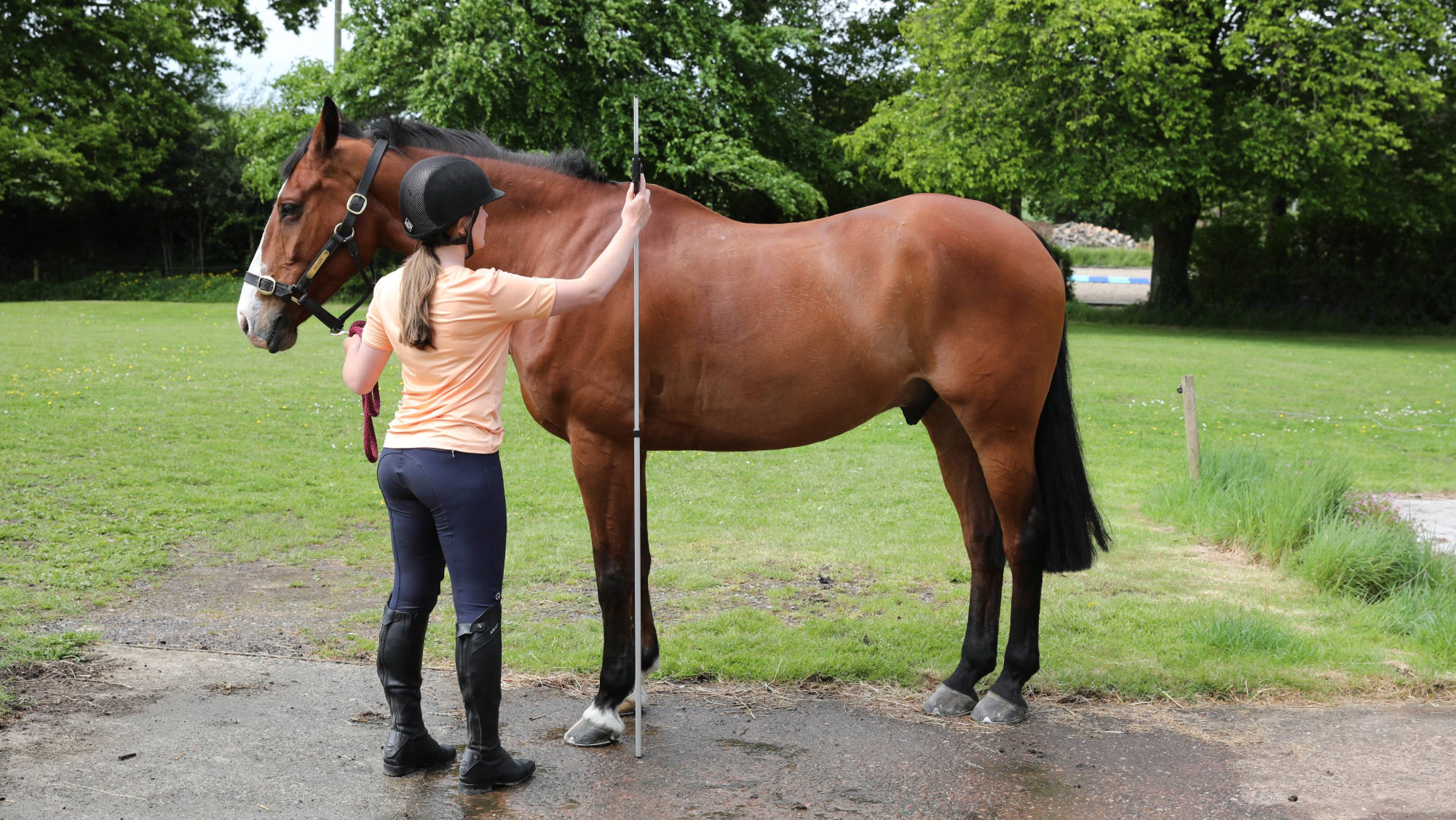 woman holds a bay horse on a headcollar while using a height stick to measure him at the wither