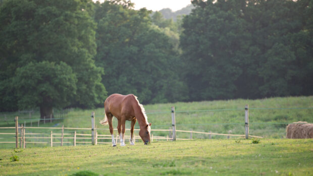 Defra has published England's first land use framework for managing England's land until 2050. Pictured a horse grazing.