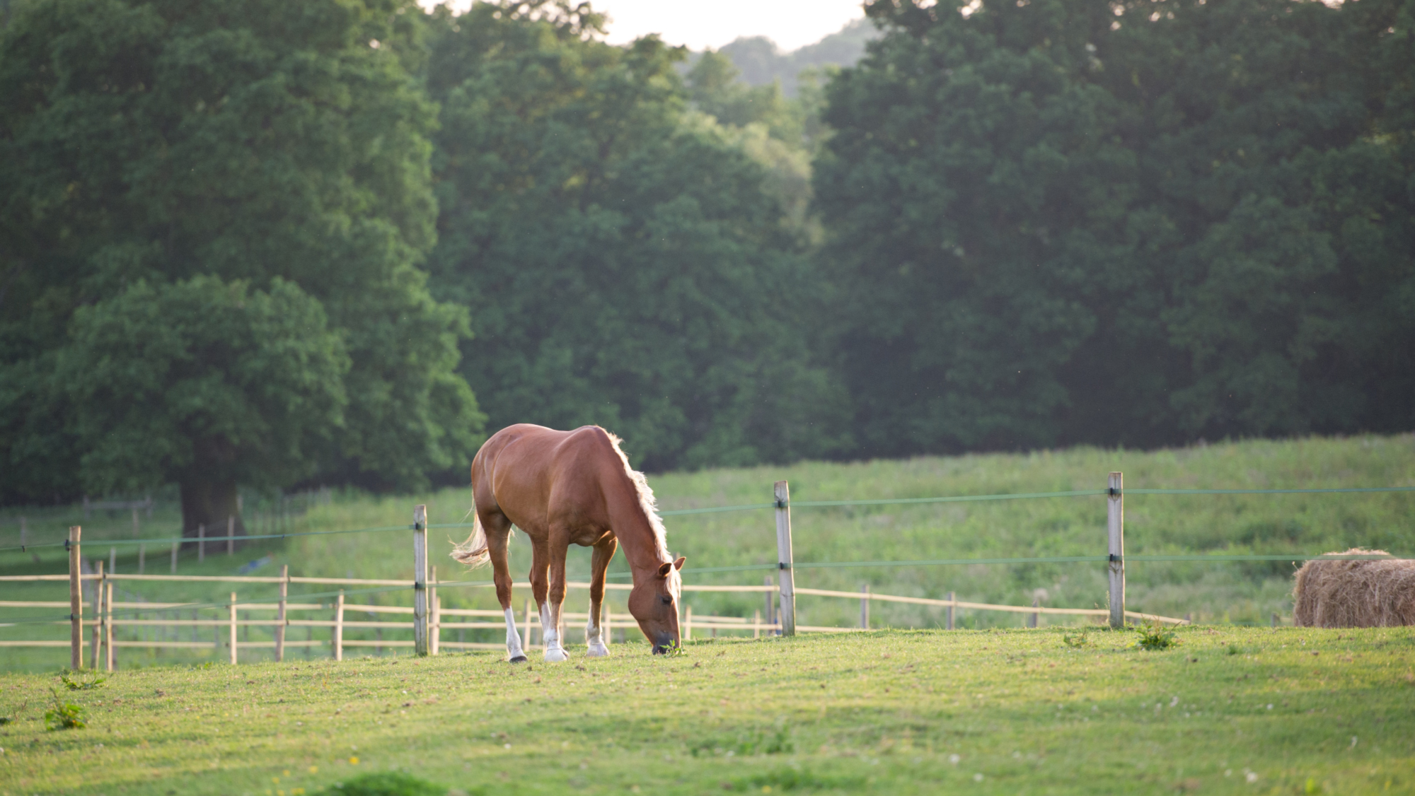 ‘We recognise the important role of equine land’: what the Government's long-term land use plans could mean for horse owners