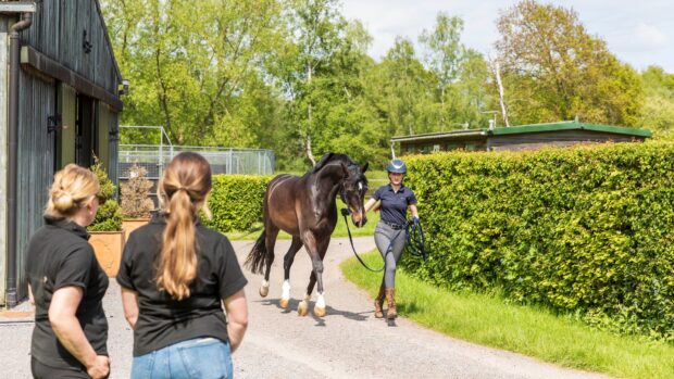 A woman trots a bay horse past two other women as they assess its soundness