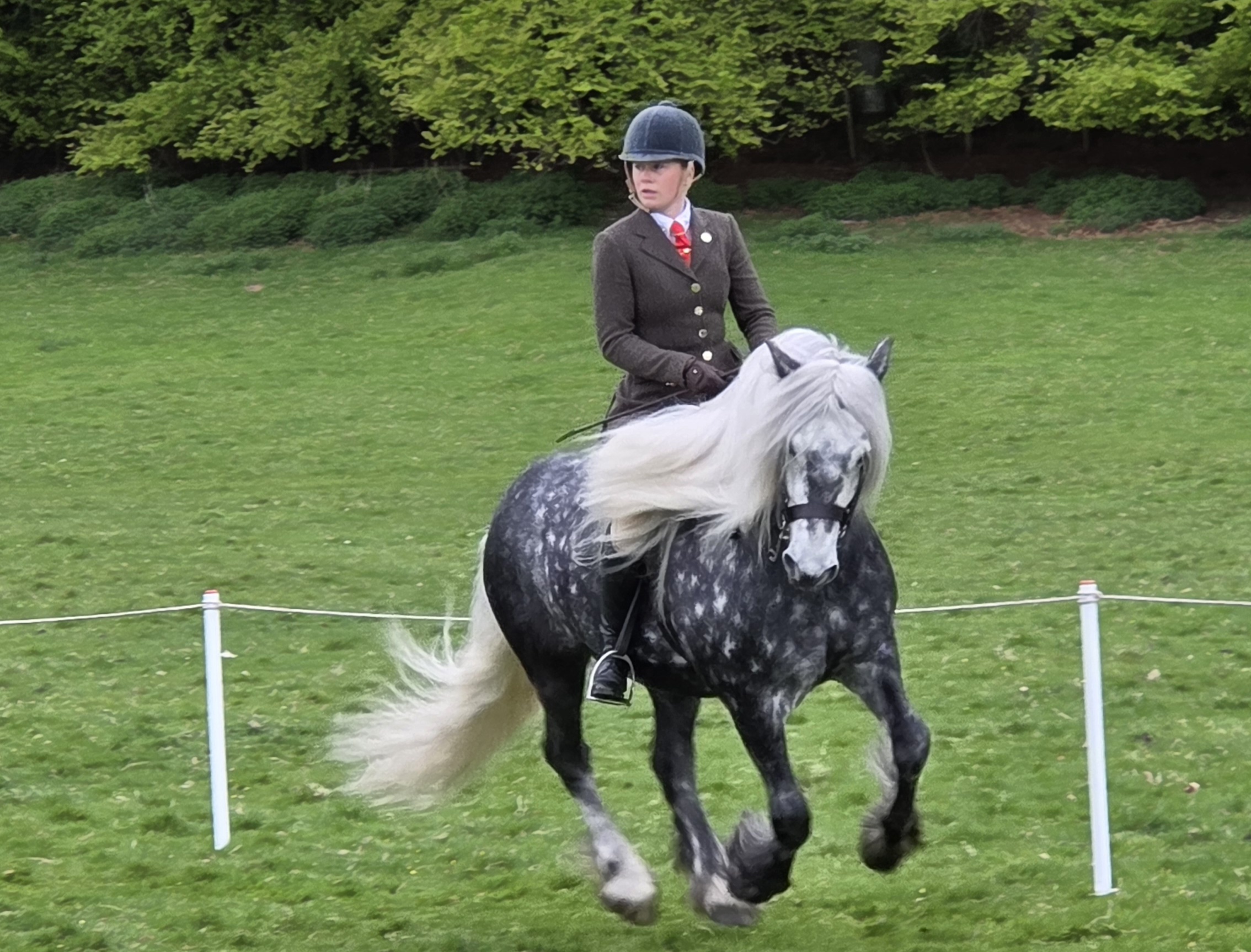 Ringstone Prince