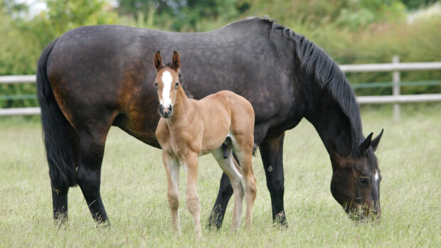 A grazing mare and her foal in a field