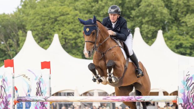 A bay horse with a white snip wearing a navy ear bonnet and fur-lined tendon boots clears a jump towards the camera for his male rider Matt Sampson who is wearing a black jacket, white breches in front of a white marquee at Royal Windsor Horse Show.