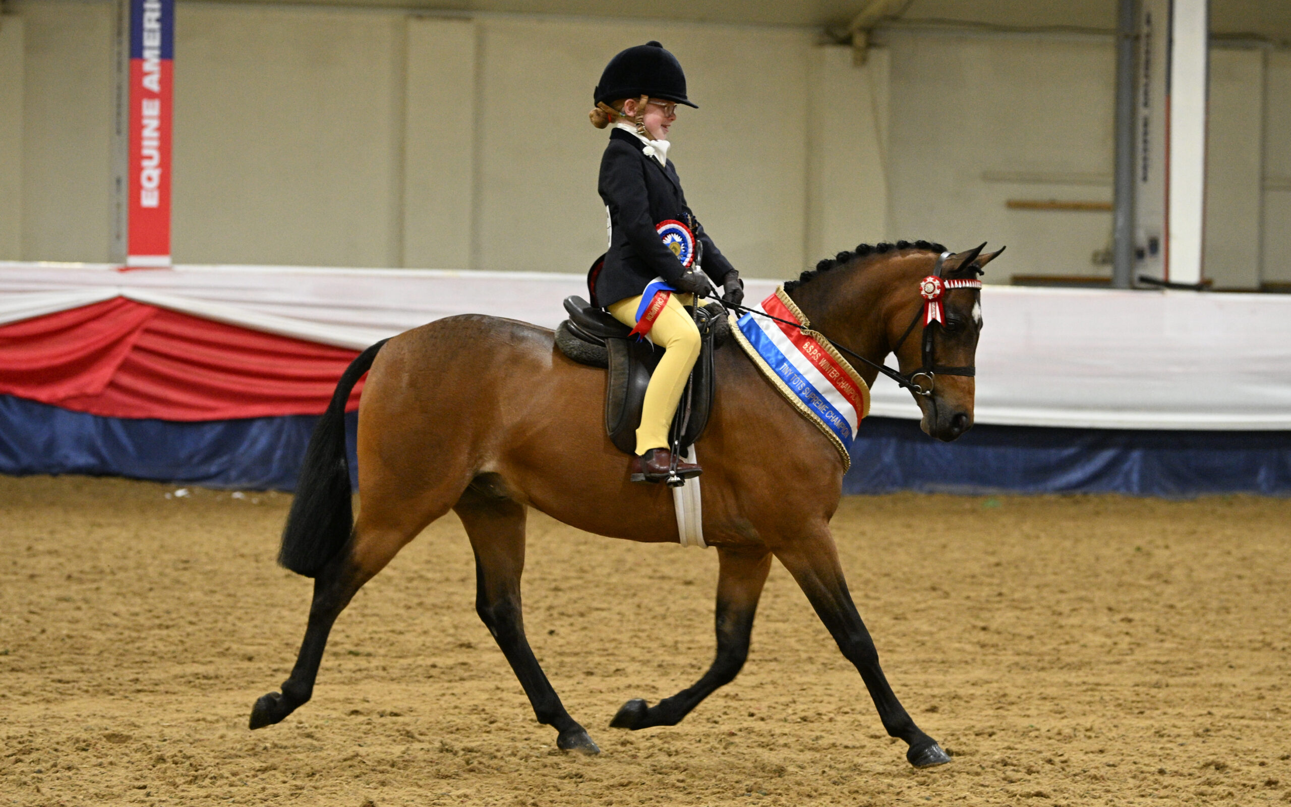Barkway Man In The Moon and Arabella Corrigan trot out of the ring after they won the tiny tots walk and trot class and the tiny tots supreme 