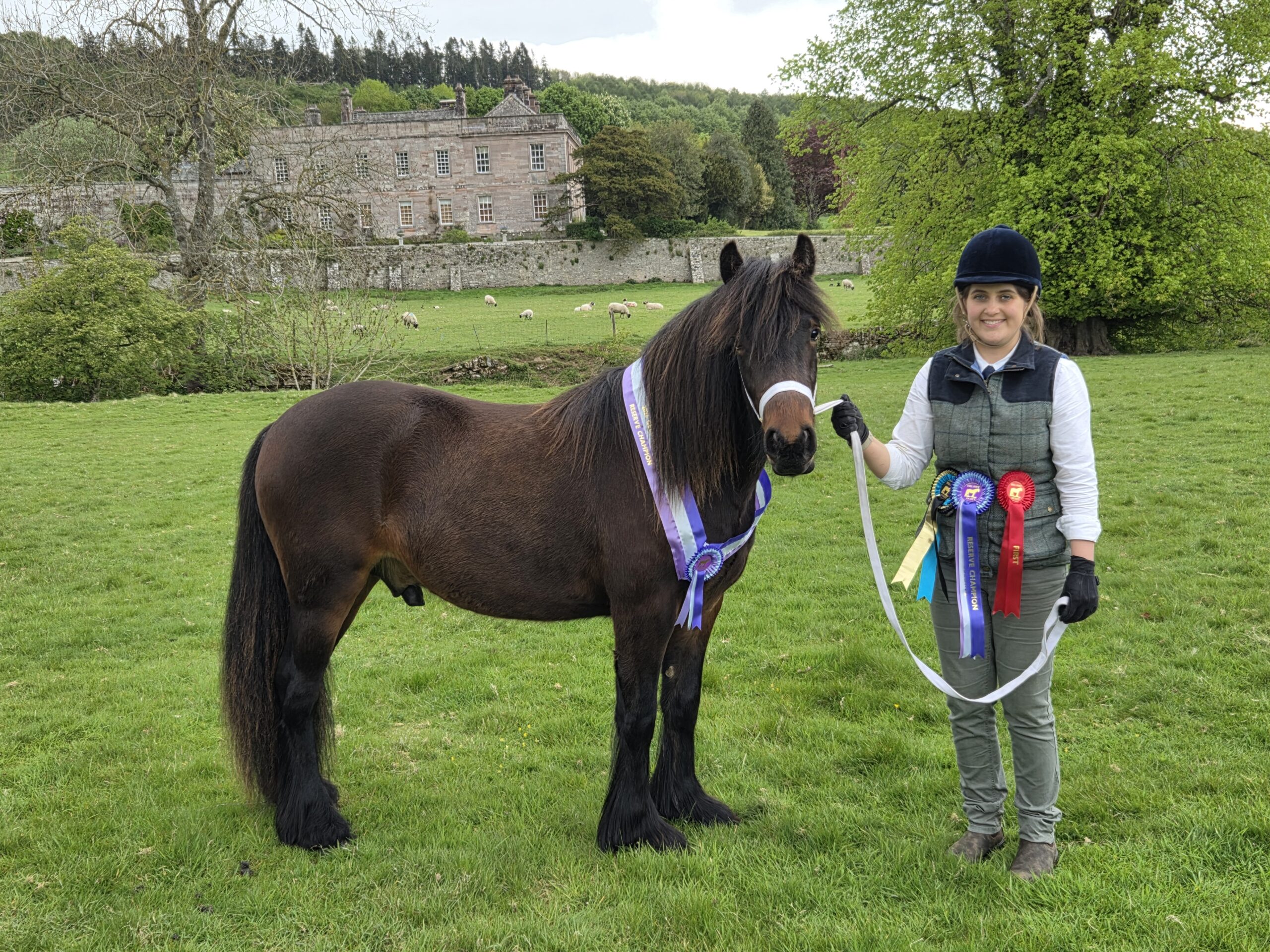 Charlotte Pattinson and Guards Maestro are reserve gelding champions at the Fell Pony Society's 2026 Stallion and Colt show