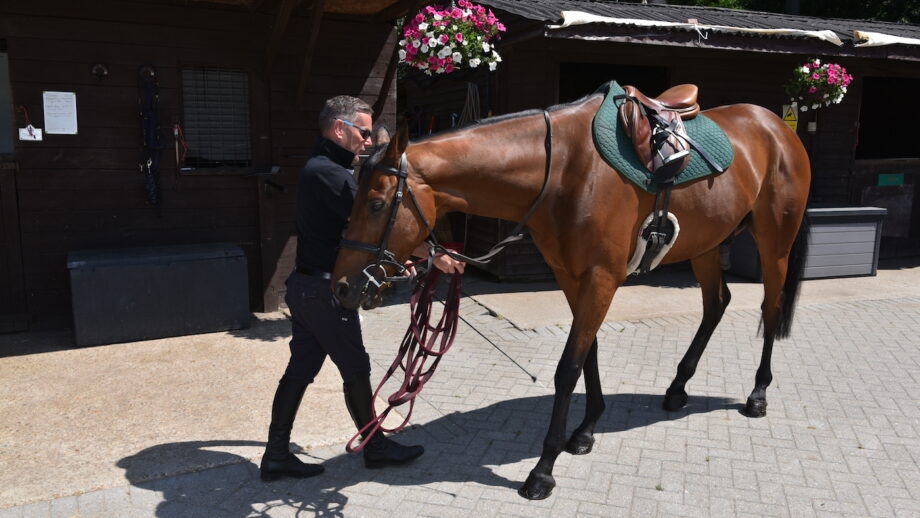 Man demonstrating groundwork exercise teaching horse to rein-back from the ground