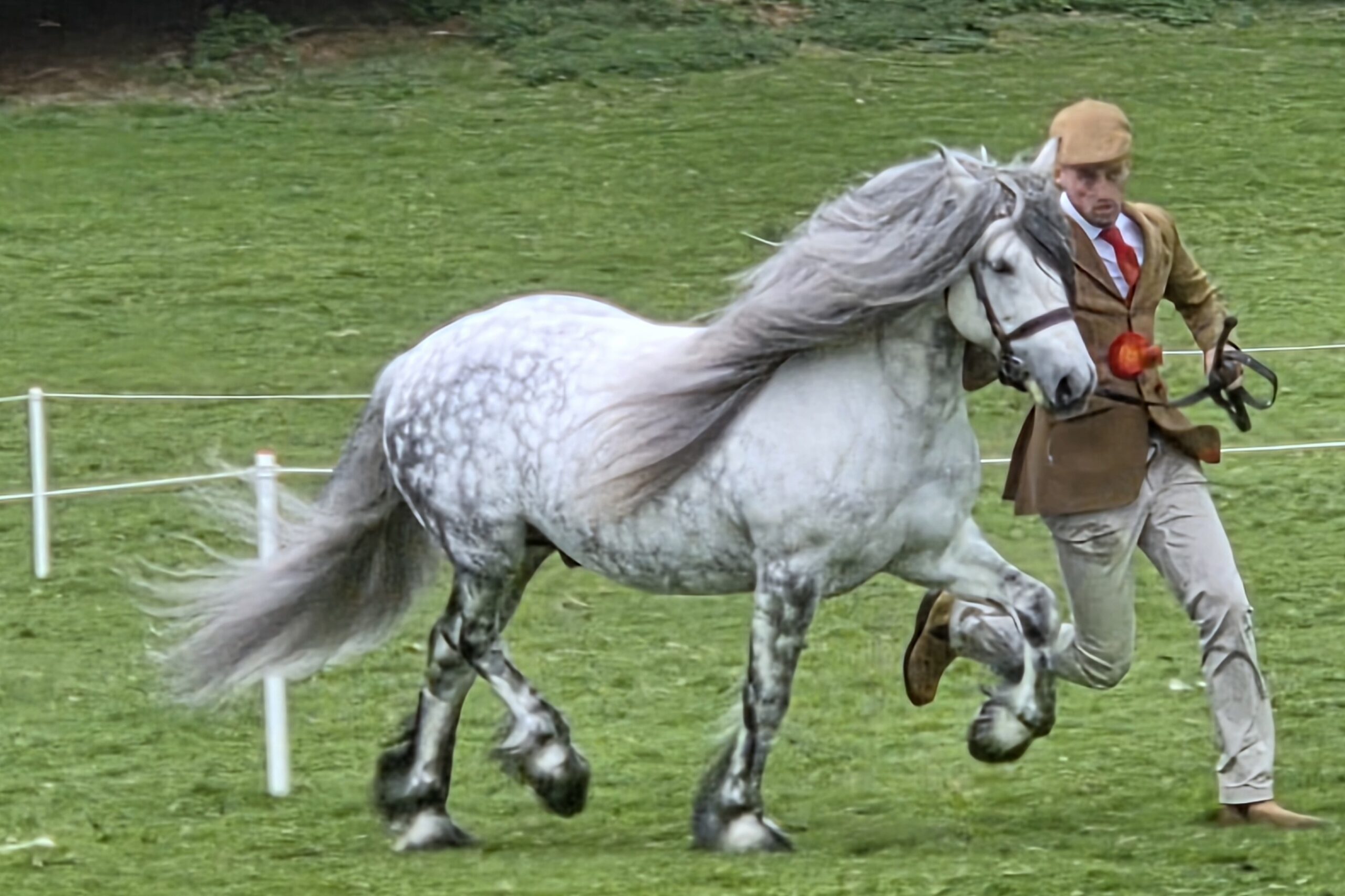 Drybarrows Dynasty and Tom Pearson, reserve stallion champions.