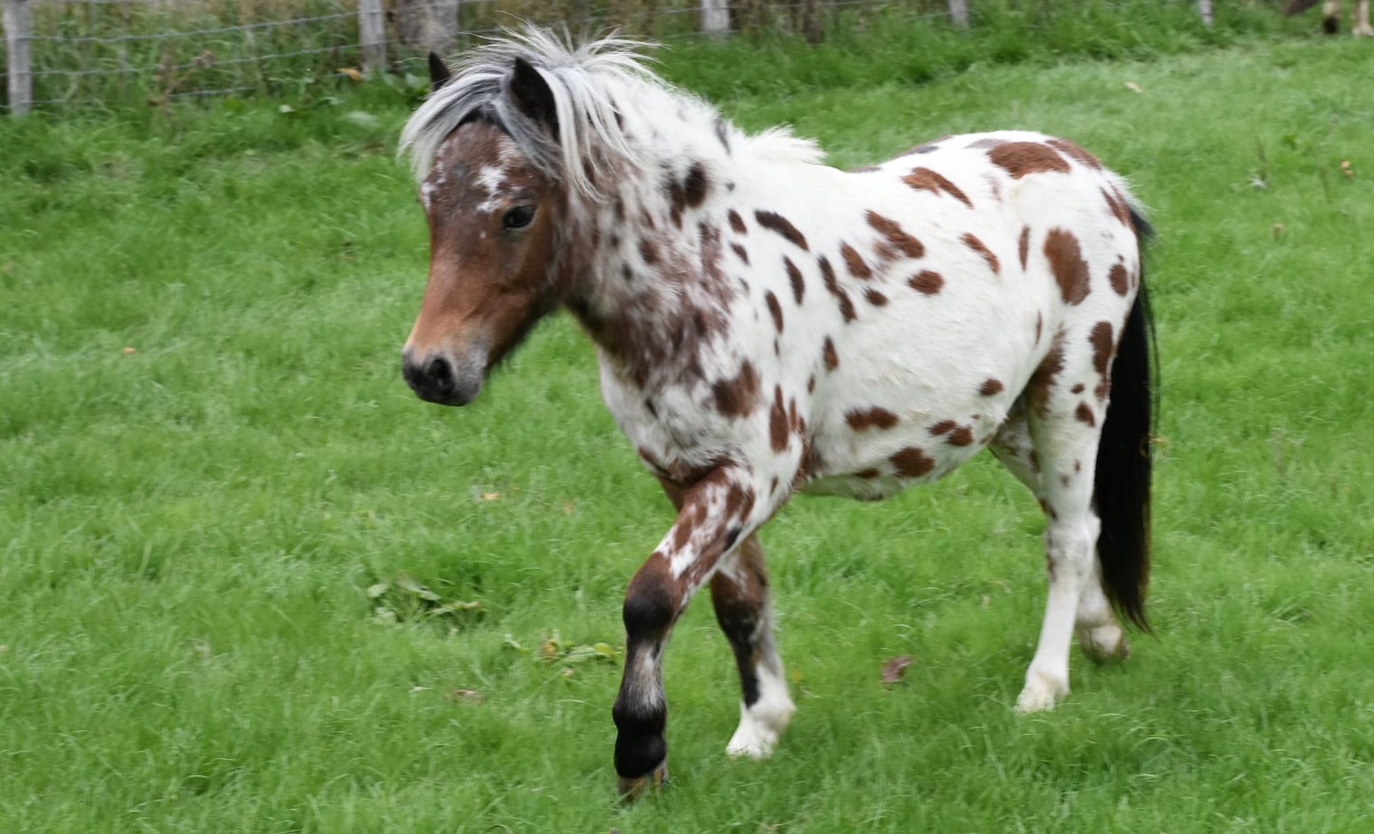 Owner of irreplaceable stolen Falabellas in Kent appeals for help