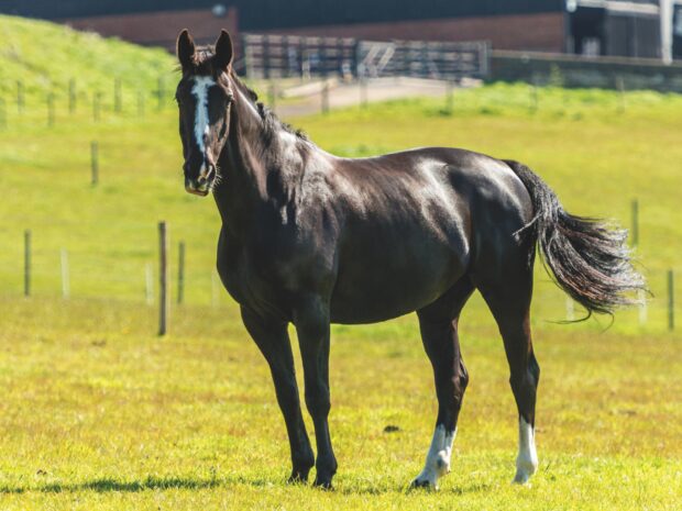 A Hackney horse in a summer field