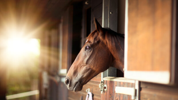 Thoroughbred bay horse looking out of stable in the sunlight