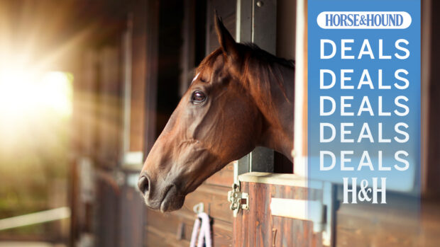 Thoroughbred bay horse looking out of stable in the sunlight with H&H deals graphic
