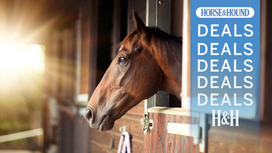 Thoroughbred bay horse looking out of stable in the sunlight with H&H deals graphic