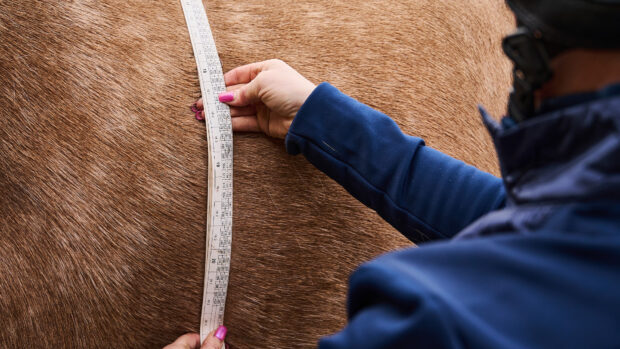Close up of horse with a weigh tape around his trunk