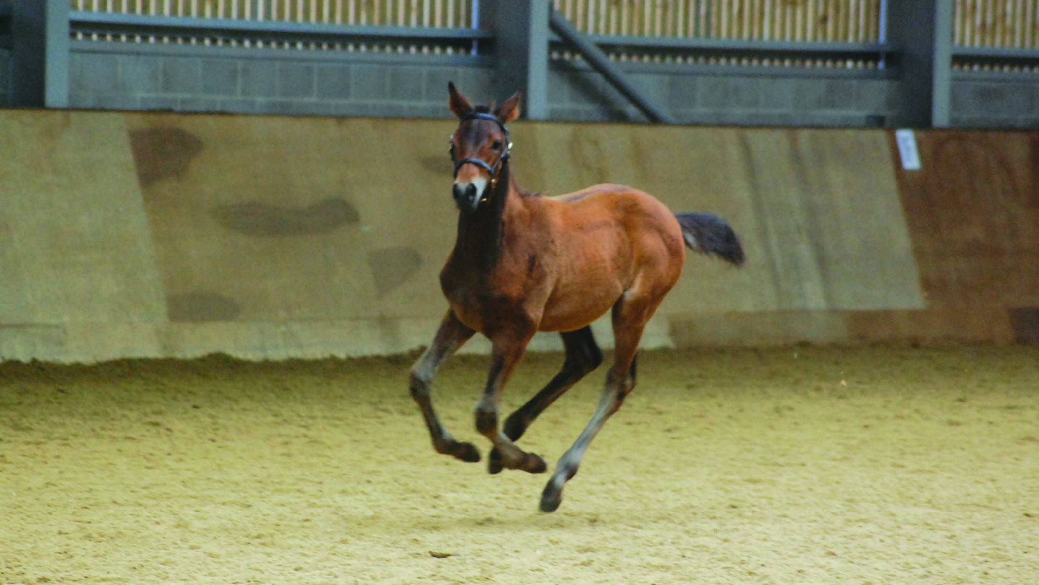 Lordships Graffalo as foal at Writtle College
