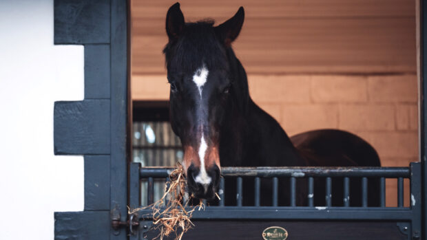 Horse eating hay over stable door