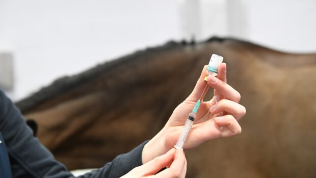 Image shows an unidentified vet preparing a vaccination for a horse
