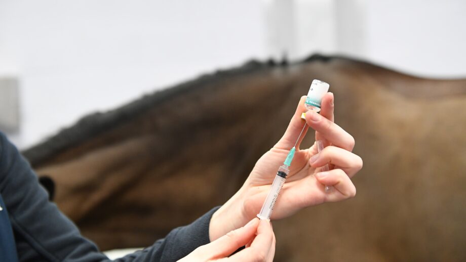 Image shows an unidentified vet preparing a vaccination for a horse