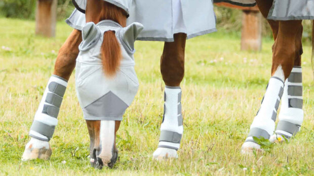 Horse wearing full set of fly boots