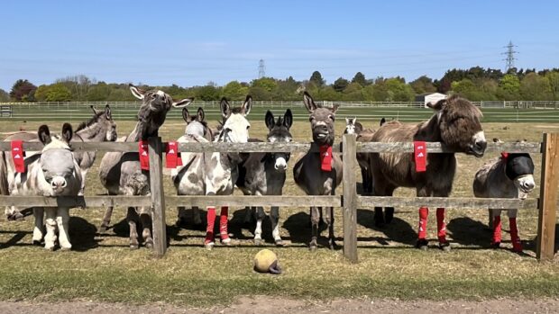 A group of Redwings horses wearing Arsenal socks