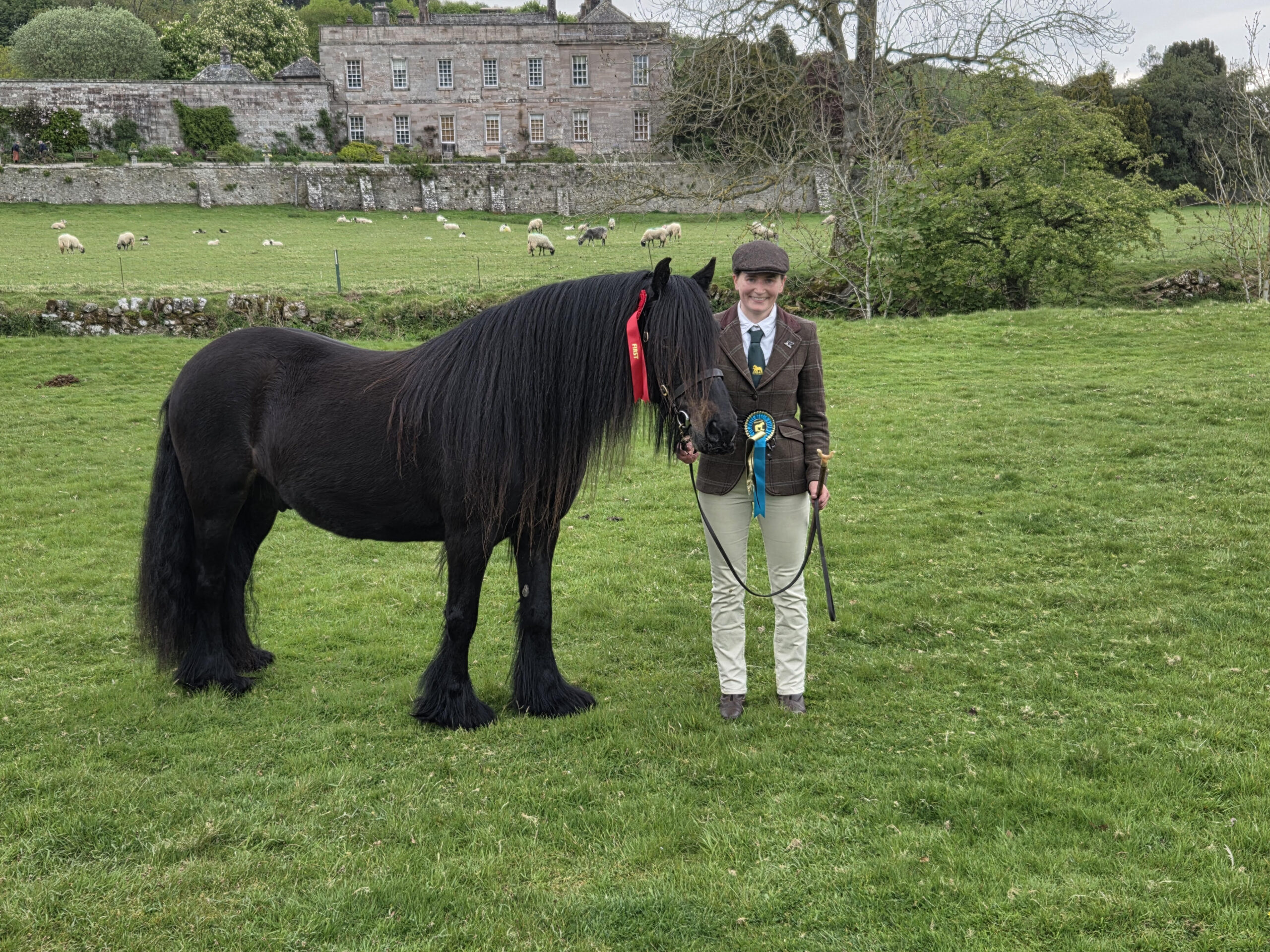 Stennerskeugh Nicholas and Bronte Crosby are geldiong champions at the Fell Pony SOciety's 2026 Stallion and Colt Show