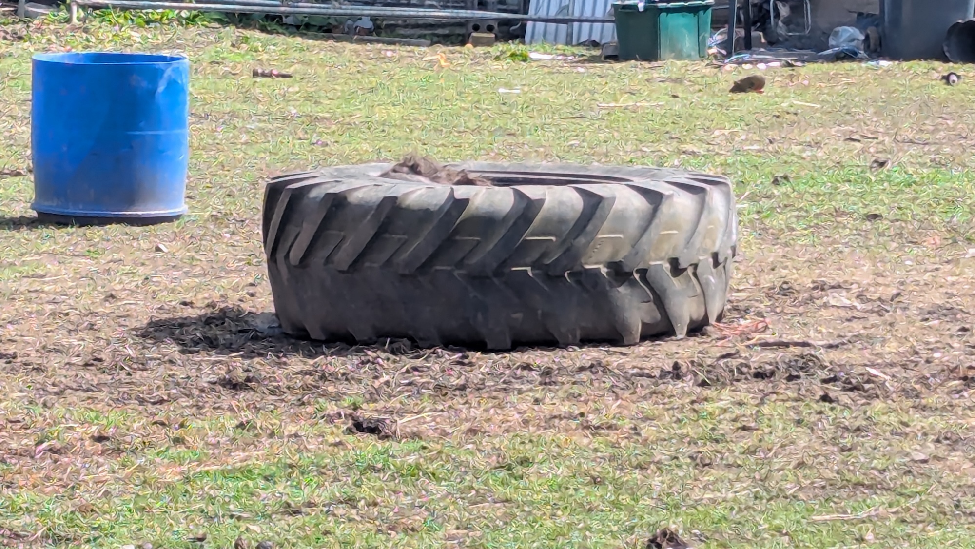 The tyre on its side, the pony's hair just visible at the top