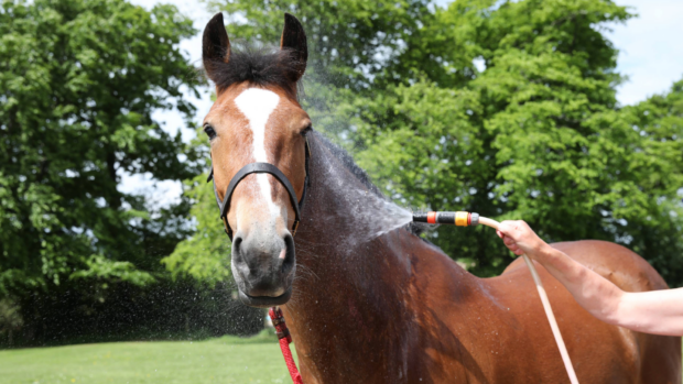 A bay horse with his ears forward is sprayed by a hose on his neck to keep cool