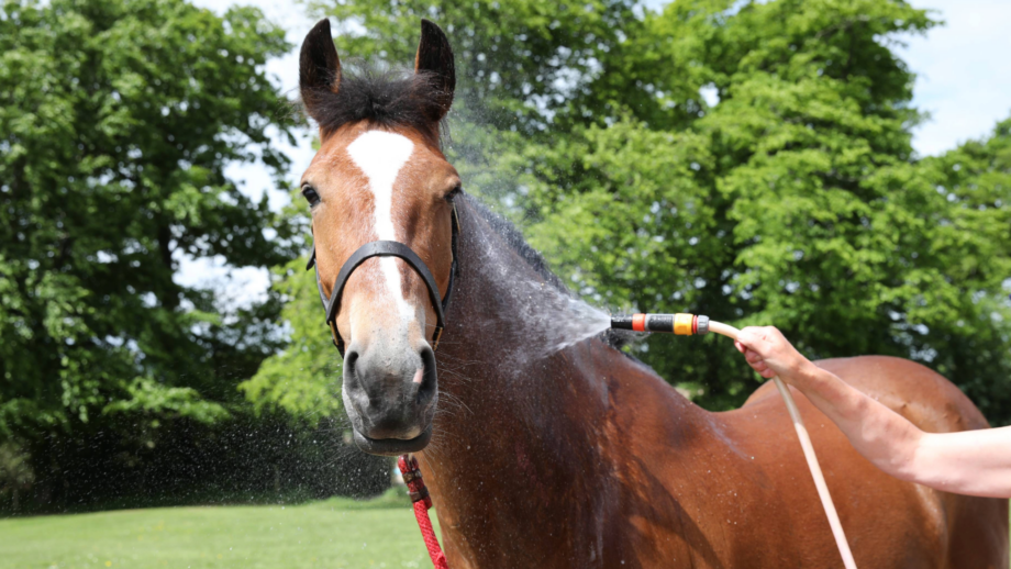 A bay horse with his ears forward is sprayed by a hose on his neck to keep cool