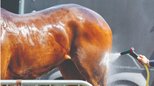 The truck and hindquarters of a bay horse being hosed down in the sun