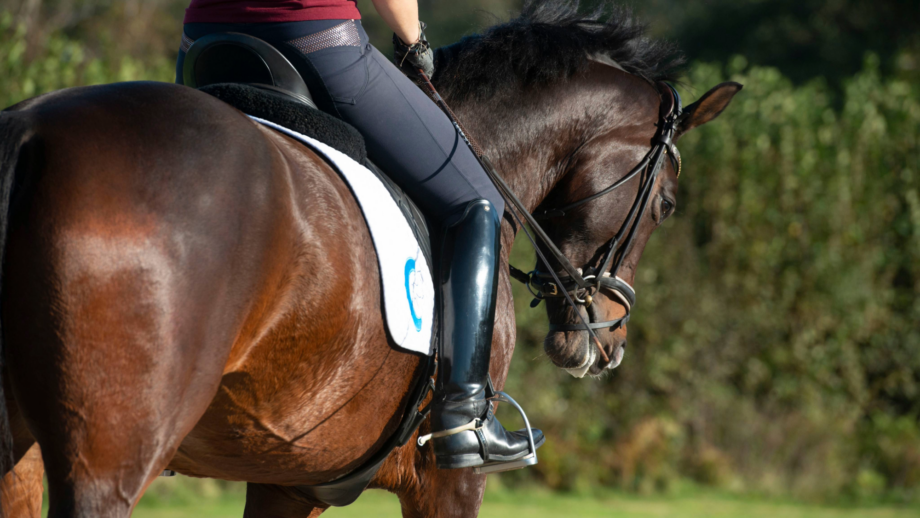 Close up of a bay horse's body and face while he is being ridden