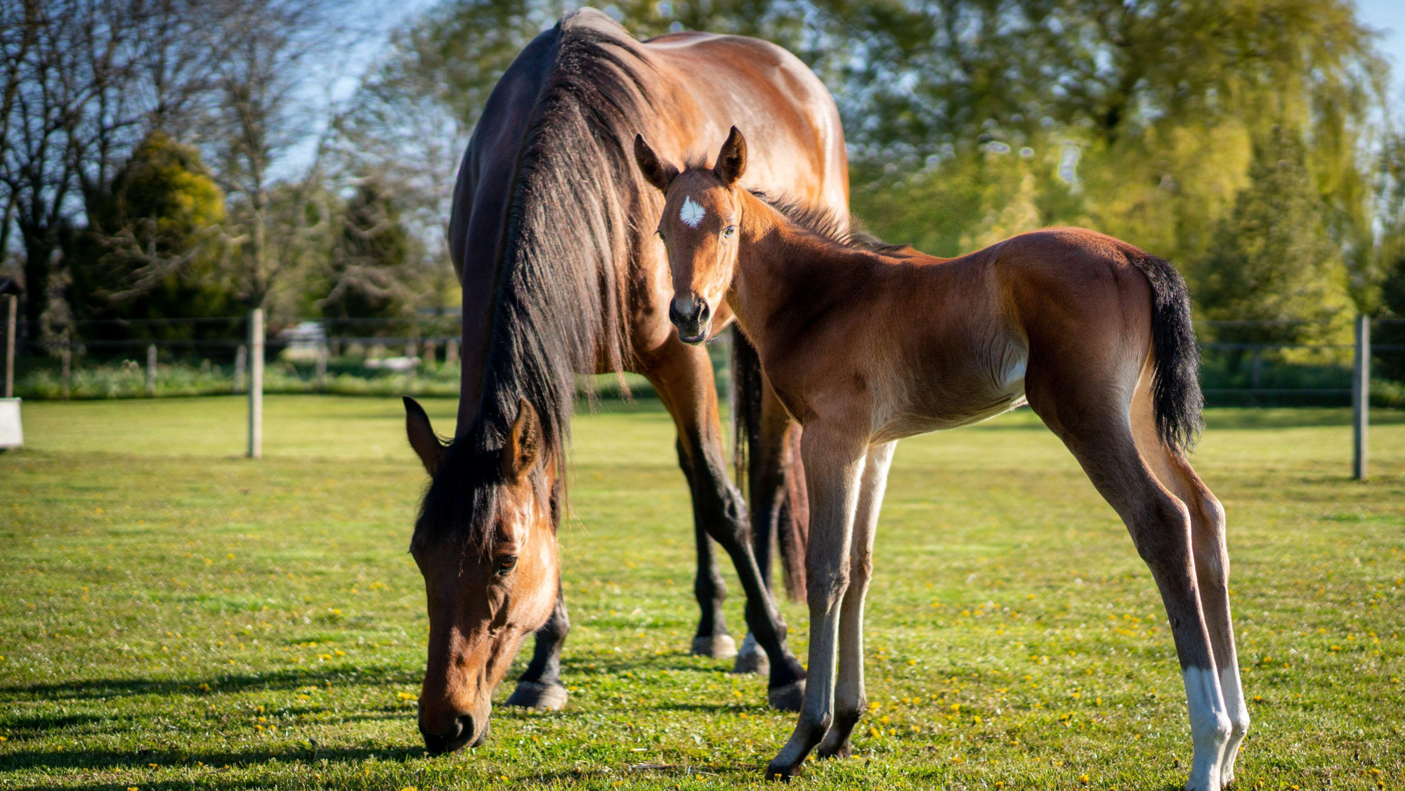 Bay mare grazing with her foal stood side-on next to her. the foal has a star and two white socks