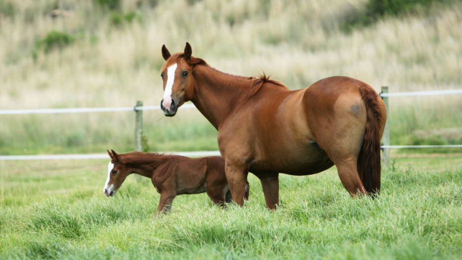 a chestnut mare and her foal in a field of tall grass