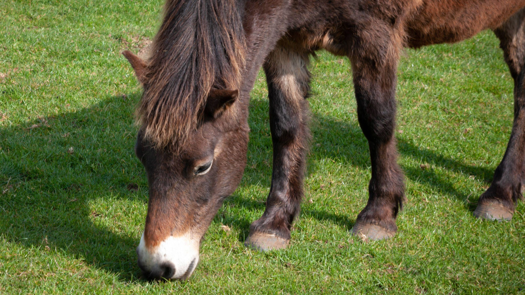 a bay exmoor pony with a white muzzle grazing on short green pasture