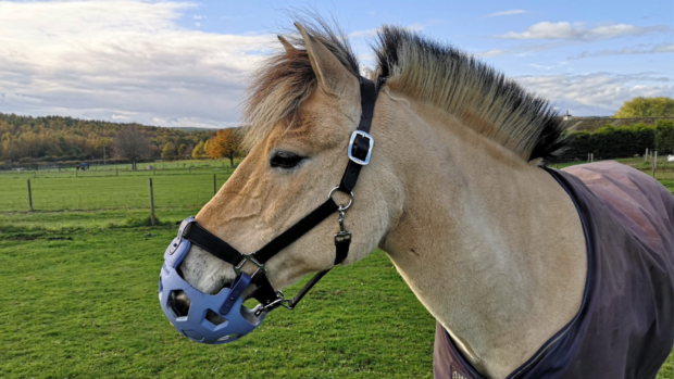 a fjord pony side-on wearing a black headcollar with a blue grazing muzzle attached to the noseband