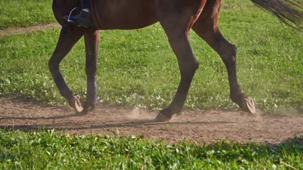 Close up of horse’s legs showing he is barefoot as he is ridden on along a soft surfaced track