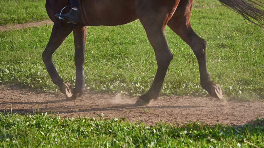 Close up of horse’s legs showing he is barefoot as he is ridden on along a soft surfaced track