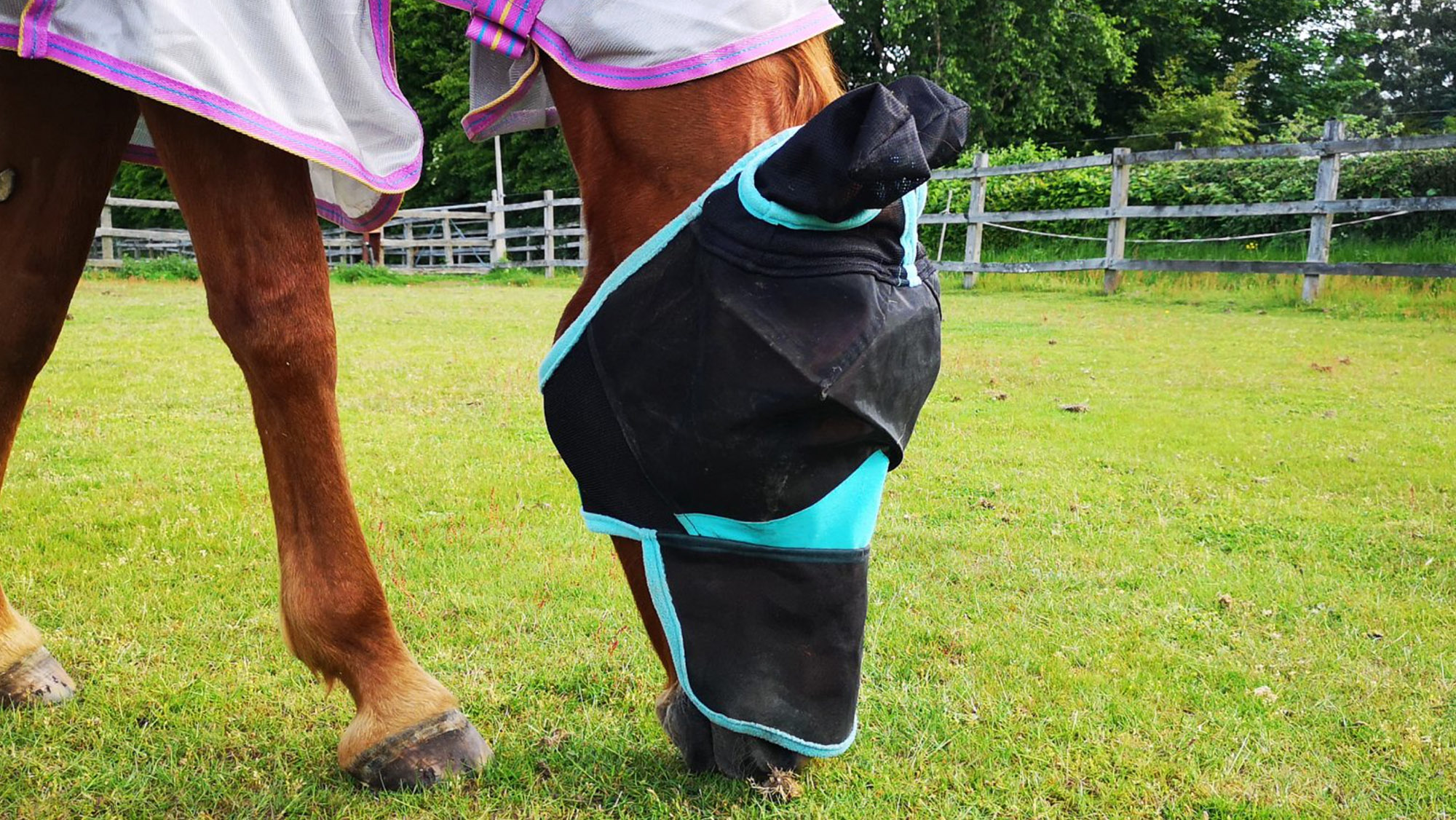 A horse wearing the Weatherbeeta ComFiTec Deluxe Fine Mesh Fly Mask in the field