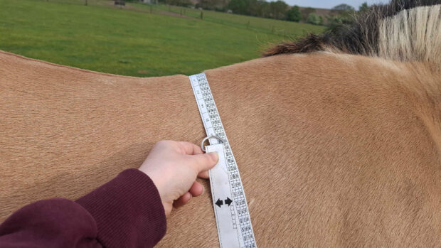Close up of horse with a weigh tape around his trunk