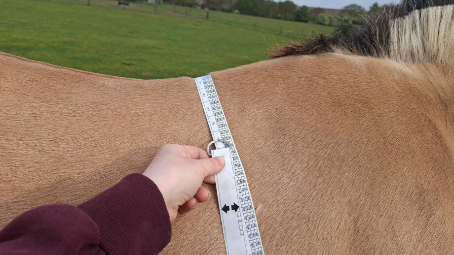 Close up of horse with a weigh tape around his trunk