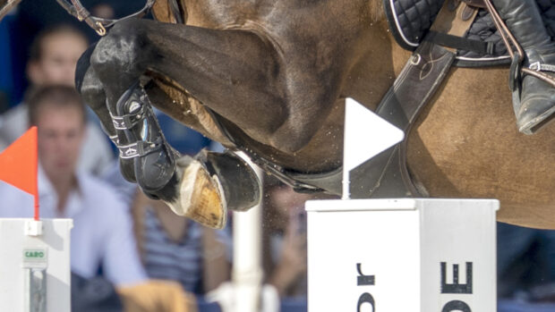 A rule change has been announced for the World Championships for young horses five-year-old classes. Pictured a close-up picture of a horse showjumping.