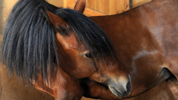 Pictured a horse showing signs of equine colic by looking round at its stomach.