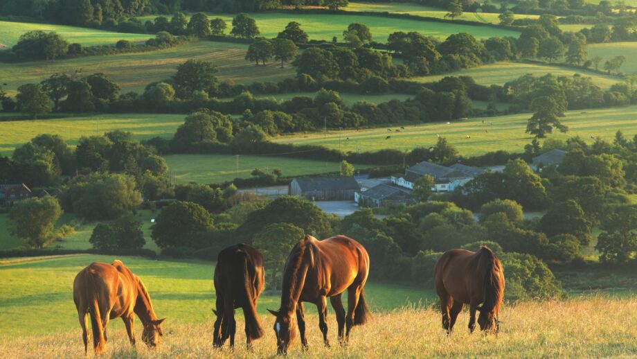 Image shows unidentifiable group of horses grazing in sunshine