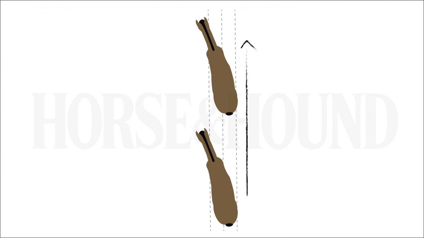 diagram showing horse’s position in shoulder-in