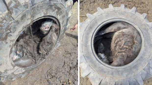 Two views of the tyre, showing the pony curled up and stuck inside